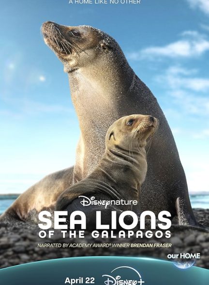 (2025) Sea Lions of the Galapagos | مستند شیرهای گالاپاگوس